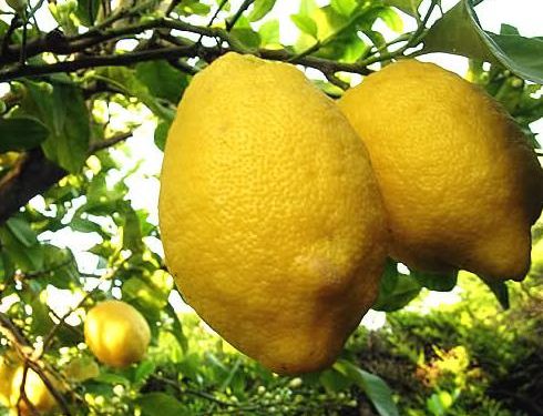 Il limone proprietà e storia