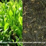 Proprietà e benefici del tè verde