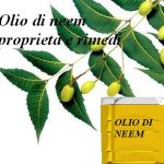 Olio di neem proprietà e rimedi